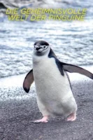 Тайны пингвинов (2025) смотреть онлайн в HD